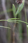 Gulf coast swallow-wort